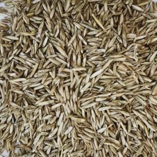 Продам насіння райграсу однорічного