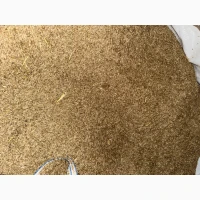 Продам оптом насіння райграсу