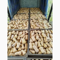 Продам тыкву Баттернат есть объём