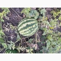 Продам солодкий кавун з поля Ау Продюсер 5-10 кг