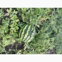 Продам солодкий кавун з поля Ау Продюсер 5-10 кг