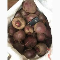 СРОЧНО продам свеклу Детроит и другие сорта оптом с 10 тонн