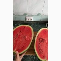 Продам кавун Арашан