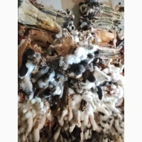 Куплю шкіри кролика різно кольорові