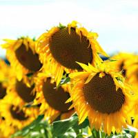 Соняшник Амарок під Гранстар, 7 рас вовчка, 108-112 днів, Стандарт