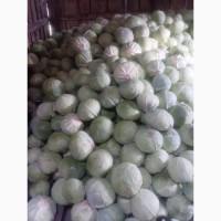 Продам білокачанну капусту Агресор