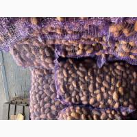 Продам насіннєву картоплю друга репродукция