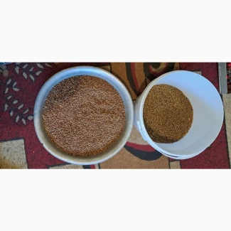 Продам насіння липи дрібнолистої