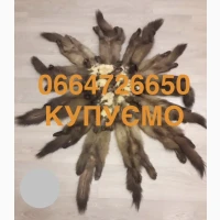 Купимо шкіри дорого куниця бобер кріль