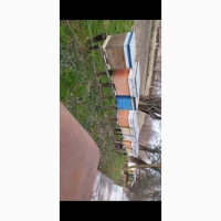 Продам бджолопакети карпатка 100-150шт