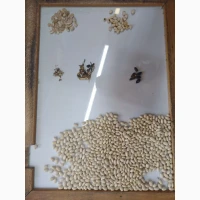 Продамо квасолю білу сорту Navy Beans врожаю 2025 року