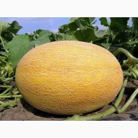 Продам дыню