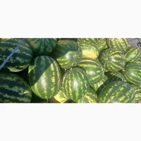 Продам кавун Карістан
