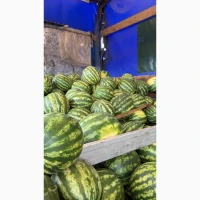 Продам солодкий кавун Талісман на ринку Столичному