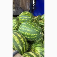 Продам солодкий кавун Талісман на ринку Столичному