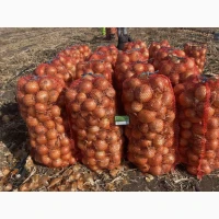 Цибуля Мінді