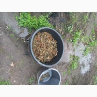 Мальок рака