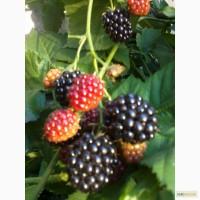 Продам саженцы ежевики