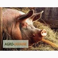 Куплю свиней
