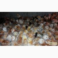 Суточные цыплята