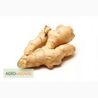 Куплю корень имбиря