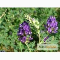 Люцерна трава