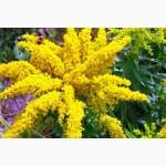 Золотарник канадский (корневища)