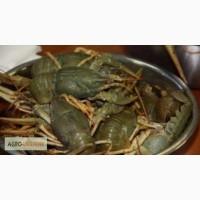 Куплю речных раков