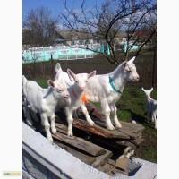 Продам козенят зааненськоі породи