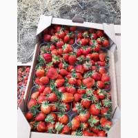 Продам клубнику