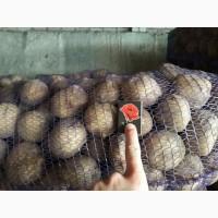 Продам отличный товарный картофель, Ривьера, Беллароза