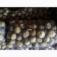 Продам отличный товарный картофель, Ривьера, Беллароза