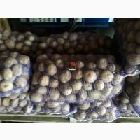 Продам отличный товарный картофель, Ривьера, Беллароза