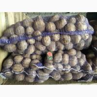 Продам отличный товарный картофель, Ривьера, Беллароза