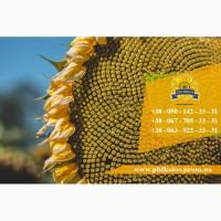 Семена подсолнечника / Сертифіковане насіння соняшника