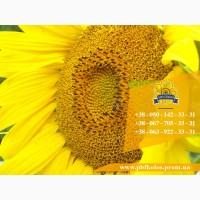 Семена подсолнечника / Сертифіковане насіння соняшника
