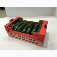 КАБАЧОК ЦУККИНИ. От Производителя ECOINVER. Испания