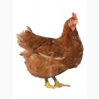 Инкубационное яйцо Редбро доставка по Украине