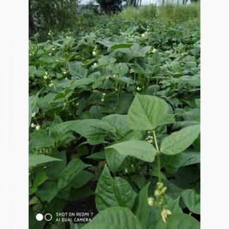 Фасоль- огородное мясо- спаржевая КНУТ, Сударушка, Ад Рем, Лобио, Виолет, Джаминезе, Пламя