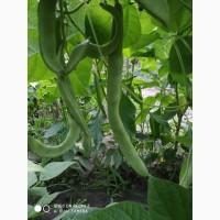 Фасоль- огородное мясо- спаржевая КНУТ, Сударушка, Ад Рем, Лобио, Виолет, Джаминезе, Пламя