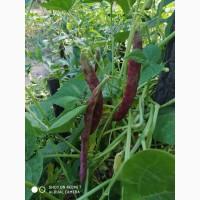 Фасоль- огородное мясо- спаржевая КНУТ, Сударушка, Ад Рем, Лобио, Виолет, Джаминезе, Пламя