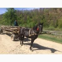 Продав кобилу