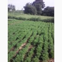 Укроп оптом и в розницу