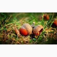 Закуповуємо жолуді