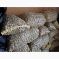 Продам горіх кругляк