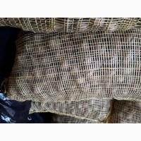 Продам горіх кругляк