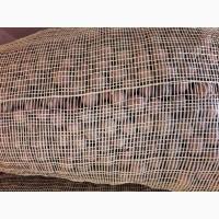 Продам горіх кругляк