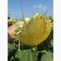 Насіння соняшнику гібрид ОСМАН під Євро-лайтнінг