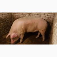 Продам кабана