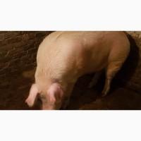 Продам кабана